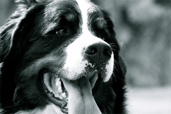 Domaine Summum is the place for home raised Bernese ...