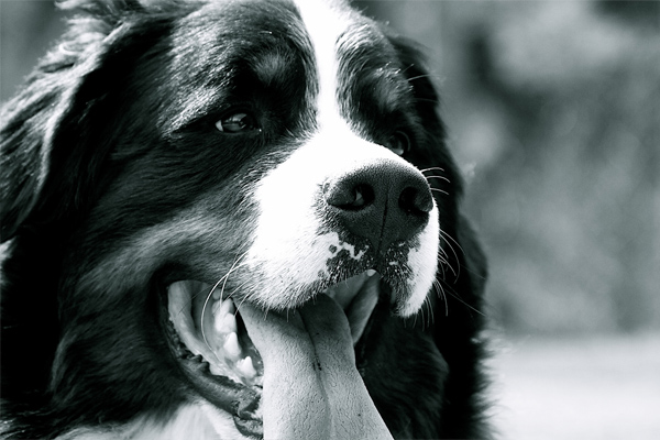 Domaine Summum is the place for home raised Bernese Mountain dogs right in the heart of the Province of Quebec in Mont Trembalnt Bernese Mountain puppies and Vacation Rentals