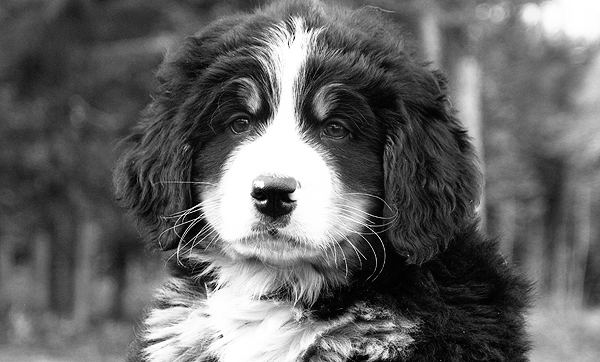 Our Puppies