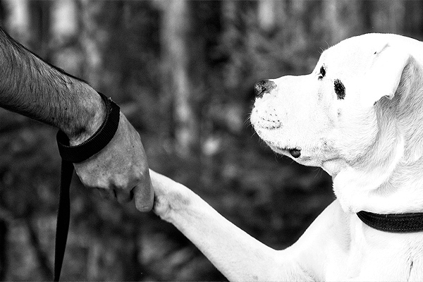 Domaine Summum Review