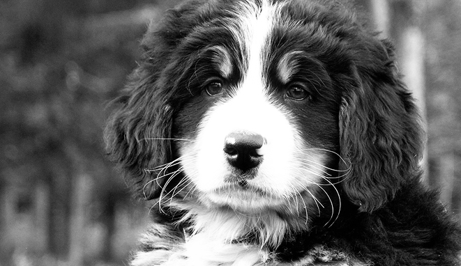 Talia's Puppies