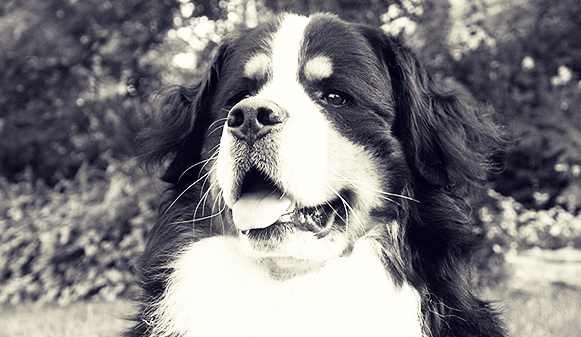 Our Bernese
