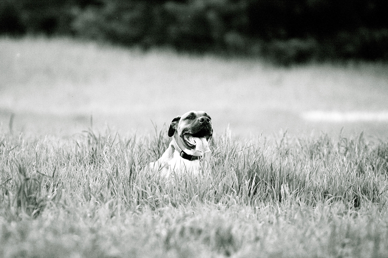 Woof B&B Spaws