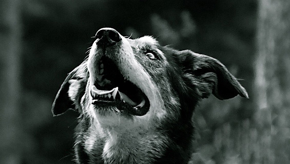 Domaine Summum Woof B&B