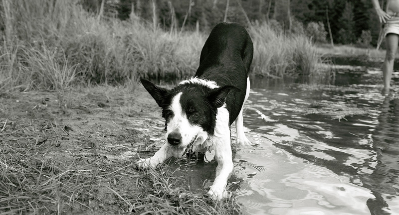 Domaine Summum Woof B&B