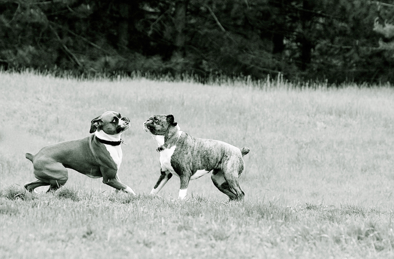Woof B&B Spaws