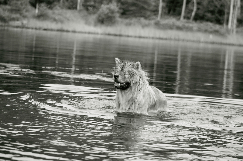 Domaine Summum Woof B&B